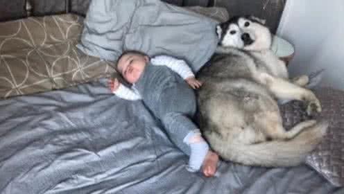 哈士奇太冷漠，不准宝宝碰自己的爪子，下一秒暖心场面发生了