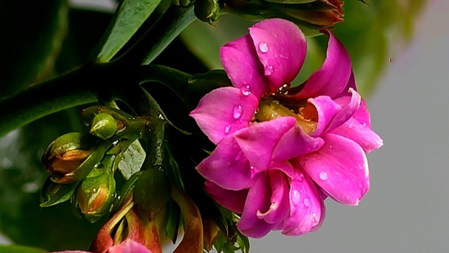 长寿花这种花的顶端生长很快，所以我们主要是针对这个修剪