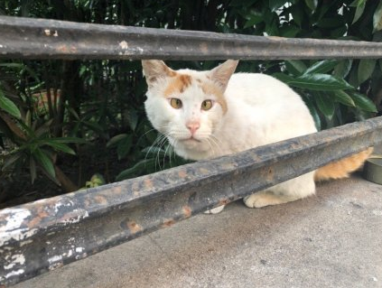 丑貓丑狗大賽落下帷幕，恭喜土狗獲得冠軍