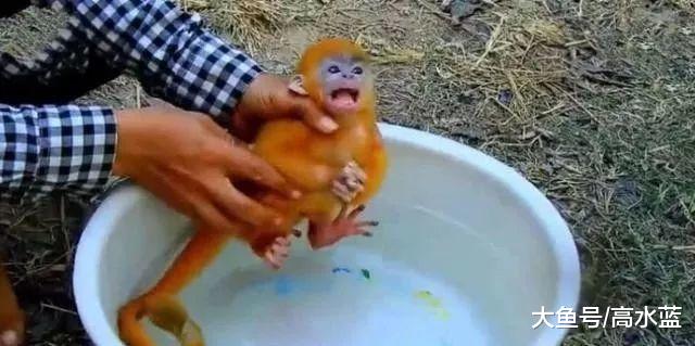 乐呵乐呵：主人给小猴子洗澡，猴子以为溺水了，接下来它举动让人笑喷！