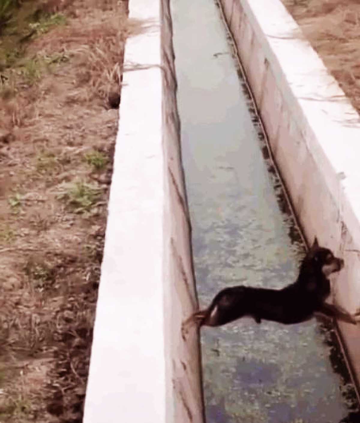 小狗危在旦夕，路人却只顾拍照，网友的推断却让众人细思极恐！