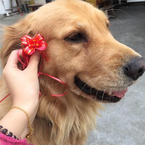 金毛在家被小偷拐走，网友没有放弃，几经周折终于找回！