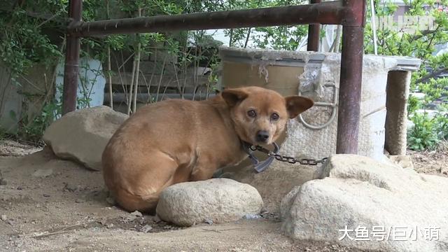 流浪狗被领养一年，却依旧不给主人抚摸，只因曾被人类伤害有阴影