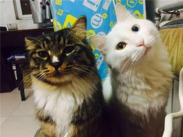 猫咪阴阳脸原是因嵌合体作用，两猫共享一个身体，那么孩子归谁？