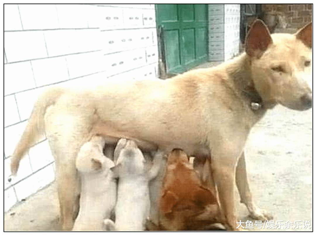 土狗正在喂奶，突然感觉有点不对劲，低头一看瞬间炸毛了！