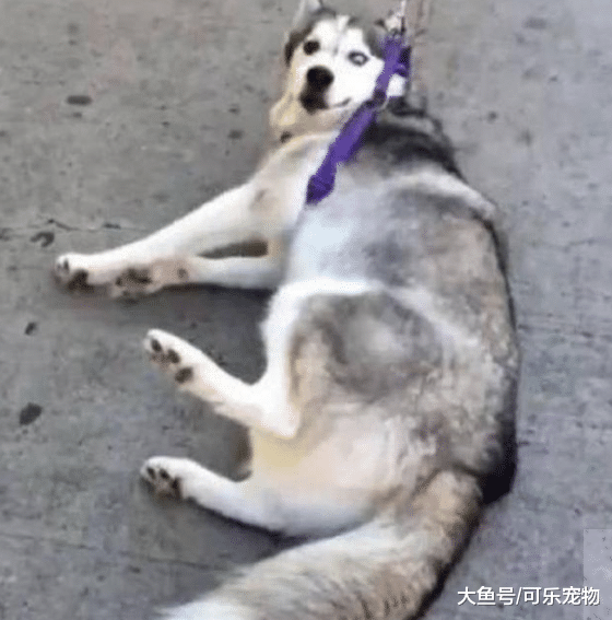 哈士奇赖在地上不动，气得主人要给它一巴掌，最后只能把它拖走了