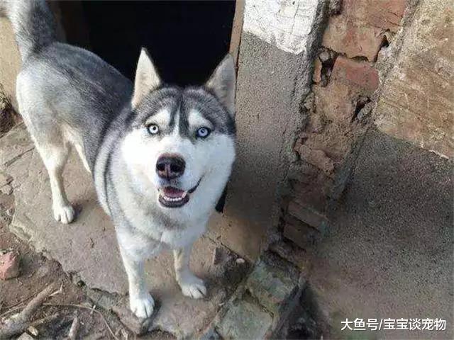 哈士奇送到乡下2天，父亲打电话哽咽说道：有时间来把狗狗接走吧