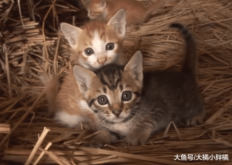 猫咪喜欢偷吃章鱼，结果每次都被章鱼吸住脸，画面真是太有趣了