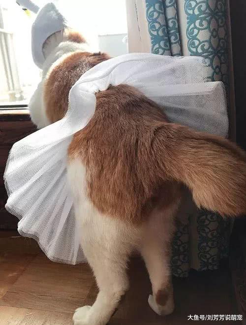 主人给猫买了小裙子，没想到穿上还挺好看