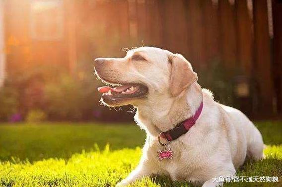 狗狗毛發總是暗淡無光？可從這5方面入手！