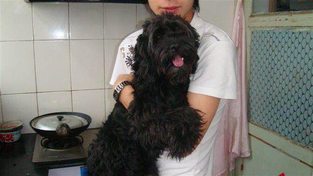 天津津南区双港镇景荔道与领世路交口附近寻找黑色母可卡犬