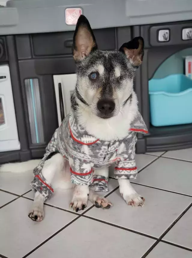 穿著睡衣的可愛汪星人