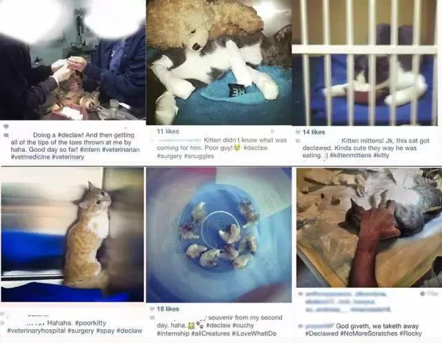 请恕我孤陋寡闻，直到今天我才知道竟然有人去给猫咪做去爪手术