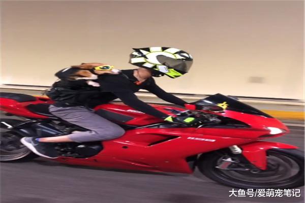 网友骑摩托带柯基兜风，狗狗气场完全不输给主人，魅力往哪儿放？