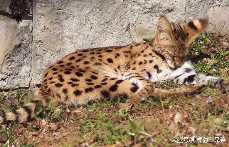 它是猫科动物里的大长腿, 却因外表漂亮, 引来很多杀身之祸