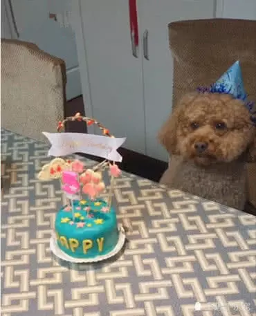 主人给泰迪过五岁生日，泰迪一脸懵逼盯着看：这是出啥事情了呀