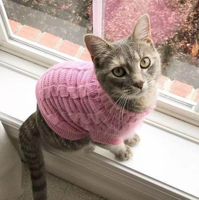 穿上毛衣之后的猫咪, 更可爱了鸭