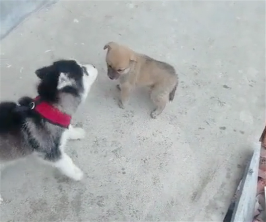 二哈回鄉下，攔住小黃狗不讓走，二哈：總算遇到能打過的了……