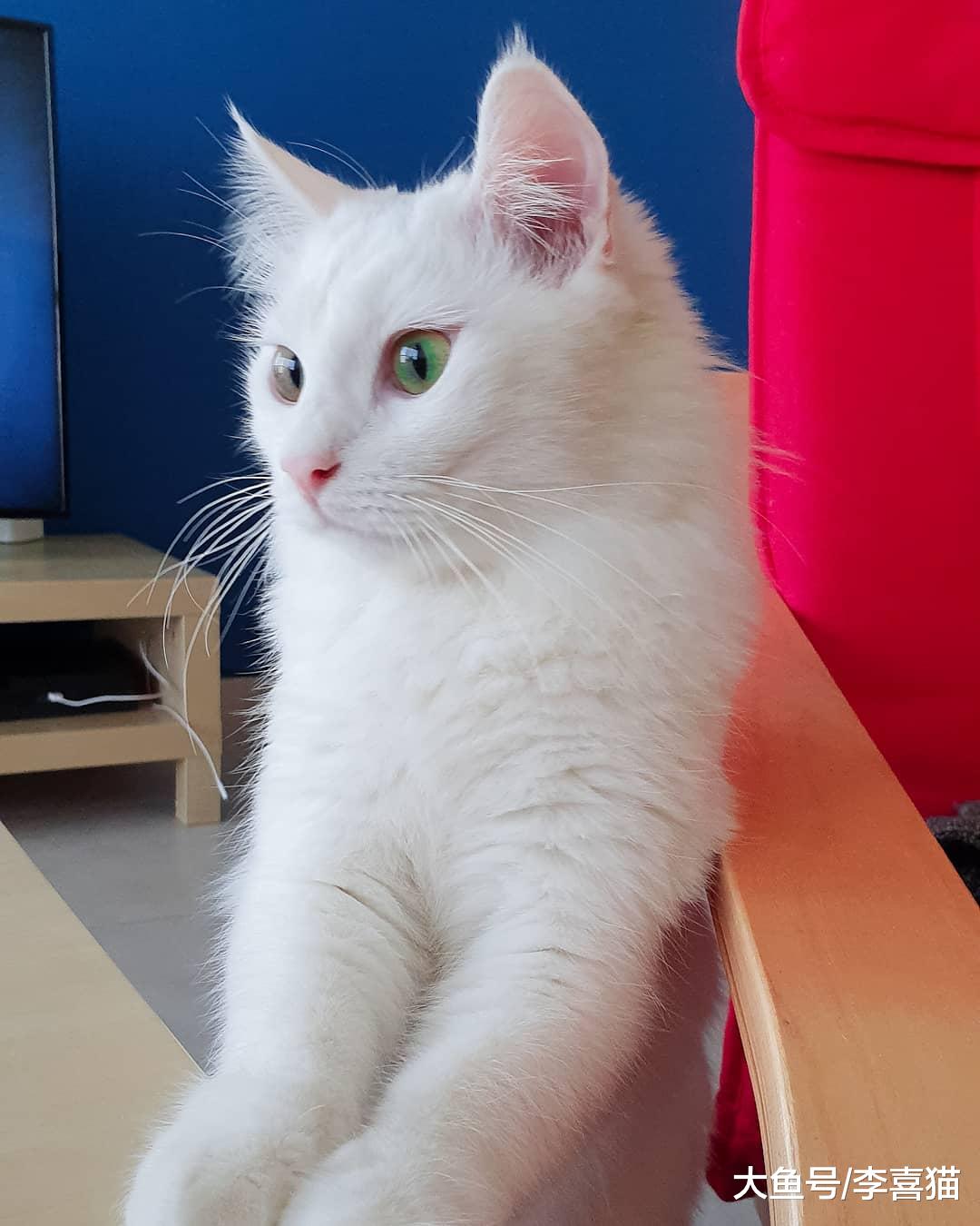 吸猫体质都是天生的吗？不一定，做到这些的话后天也可以培养出来