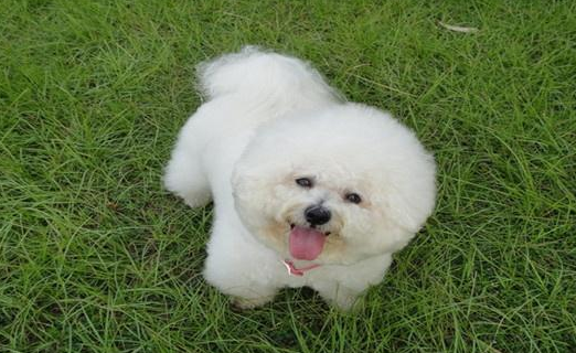 宠物犬体检的必要性，定期体检的好处，以及体检时的注意事项