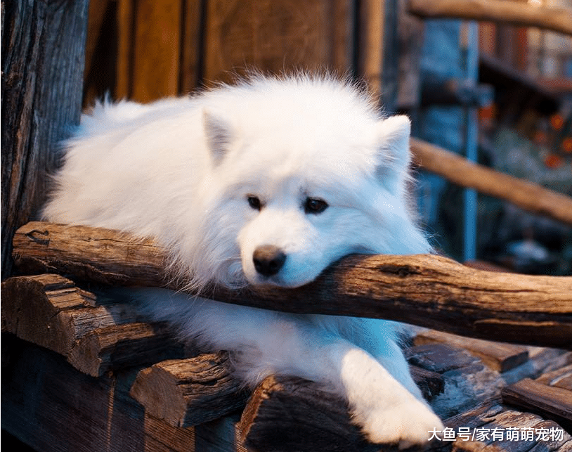 狗子若有这5种行为, 别惯着它, 收拾一顿再说!