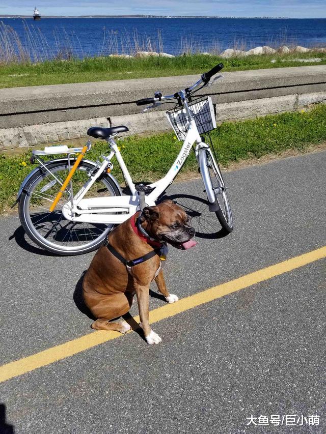 骑车遛狗有趣又有益？但不是每只狗狗都适合