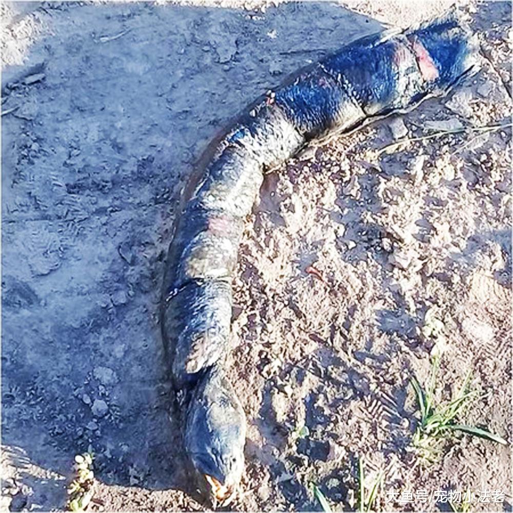 女子下地干活，突遇“人齒怪物”，嚇得花容失色，沒人知道是什么