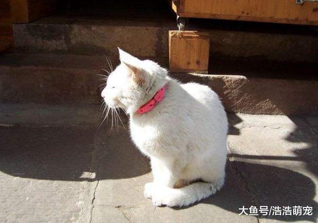 猫咪为什么不愿意让你抱它？原因有5个，宠主都知道吗？