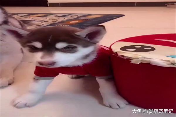 小二哈拆家被主人教训，逃走后居然被狗爸拽了回来，这爹好称职