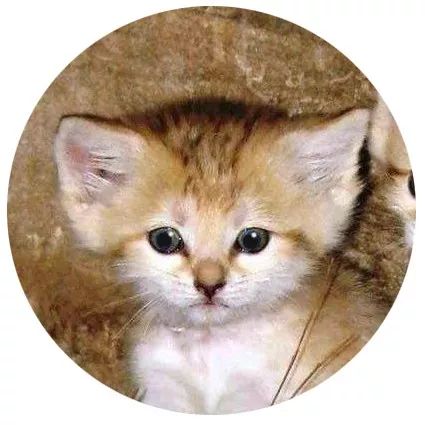 明明是我猫生的崽！怎么长得像隔壁老王的娃？