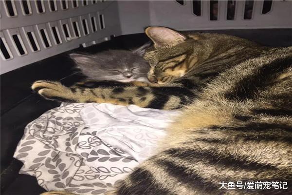 流浪猫被宠主带回家后，原住民主动承担起照顾责任，每天守在身边