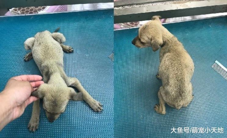 抱腳小黃狗有家了！幸福讓它換張臉讓人暖哭：有愛真的不一樣