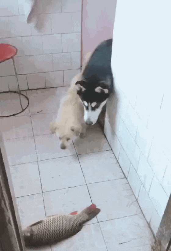 哈士奇和田园犬到厨房偷鱼, 鱼在地上来回蹦, 狗子的表现亮了……