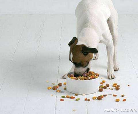 兽医建议你, 用这6个方法饲养狗狗, 减少生病的几率!