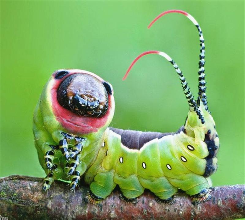 三种致命的“小东西”，第一能使器官衰竭，第三可谓“臭名昭著”