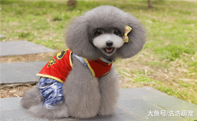 冬天不要对狗狗做下面5件事, 宠主别不当回事, 会伤害到它的