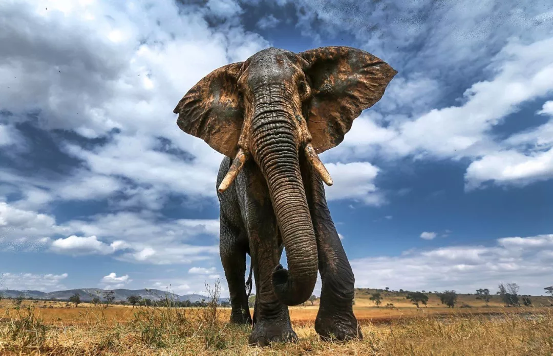 遭遇肯尼亚（一）跟着肖戈拍大象