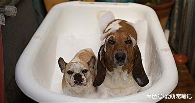 狗狗听到洗澡就逃跑，只要做到这几点，就不再用“武力解决”了！