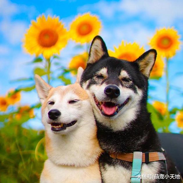 超可爱柴犬兄妹，带着疗愈笑容来融化每个人的心！