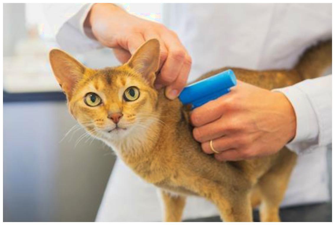 猫咪在医院打点滴, 一脸憔悴, 它的撒娇真是让主人心疼不已!