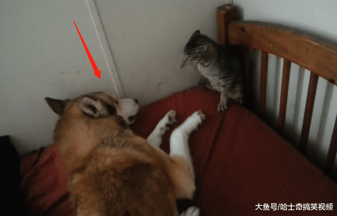 主人帮二哈找了个新伙伴, 结果见面就怼上了, 脸都要被打肿了