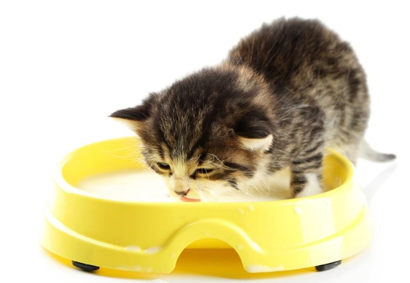 為什么有的貓咪喝牛奶沒事，有的貓咪卻有種種不良反應甚至致死