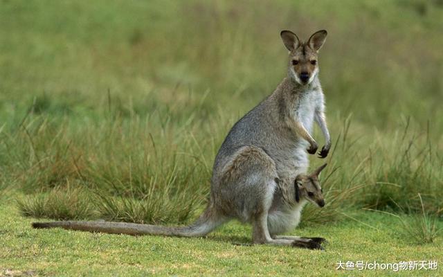 全球最慘的國寶，雖然有著和熊貓一樣的身份，成為屠宅場的常客
