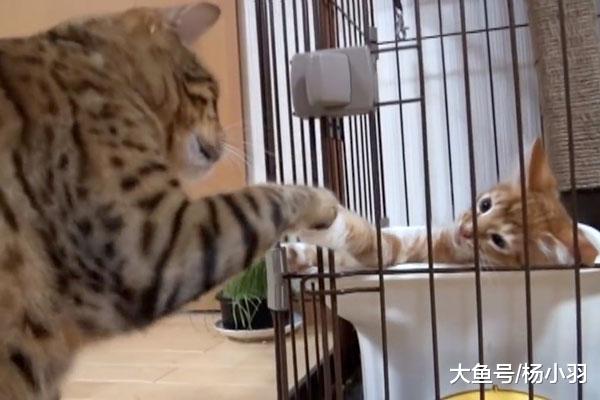 带陌生猫回家原住民会吃醋？网友身上十几道血印子告诉你“自作多情”