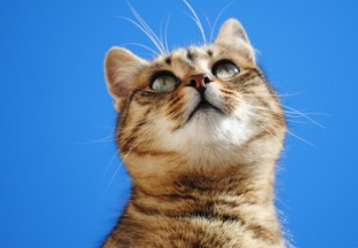 最佳猫砂盒你了解过吗？