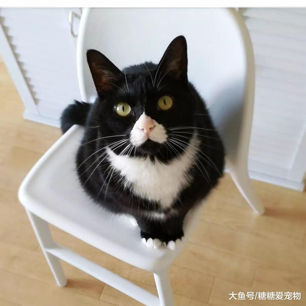 日本一猫咪因长得“太壮”爆红, 网友: 这猫惹不起, 搞相扑的吧!