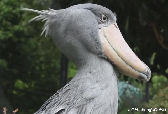 世界上最“蠢”的鸟，却是鳄鱼唯一的天敌，看见人还会鞠躬