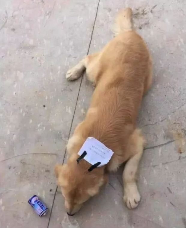 狗子私自跑去吃白食，带回讨债字条，主人看后荷包疼！