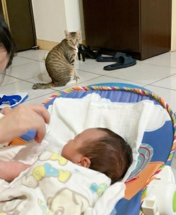 宠主拿着奶粉喂宝宝，猫咪吃醋躲在角落偷看，眼神超哀怨！