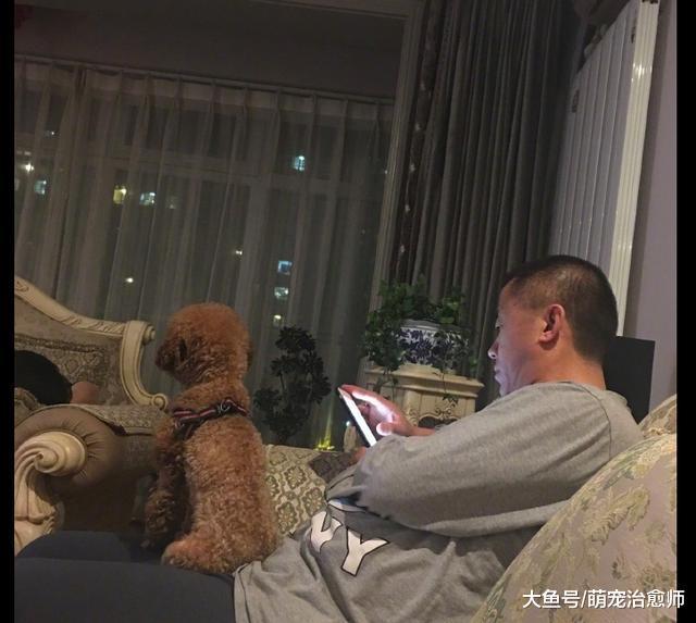 爸爸心情好把狗狗放在腿上，它保持這姿勢都沒敢動，眼神好可愛！